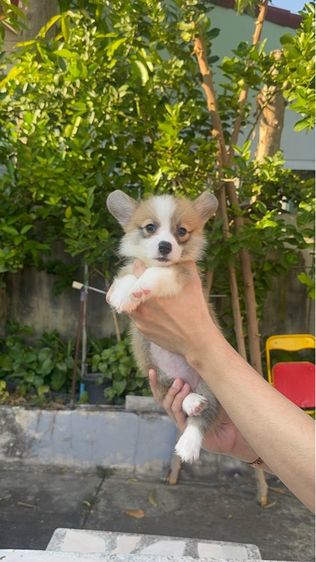 คอกี้ รูปที่ 3