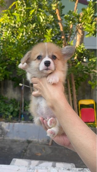 คอร์กี้ (Corgi) เล็ก คอกี้