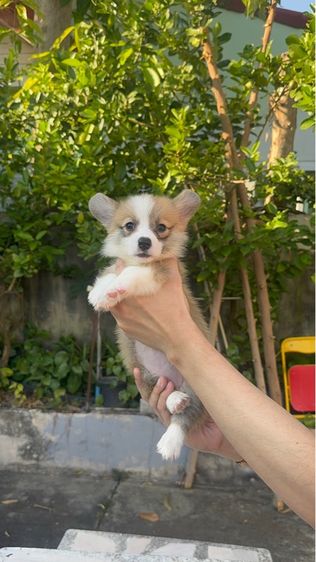 คอกี้ รูปที่ 4