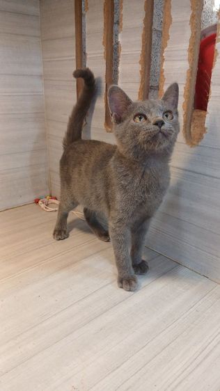 แมวสีสวาด แมวโคราช เพศผู้ สวยไม่มีตำหนิคะวัคซีนแล้ว2เข็มก่อนย้ายตรวจหัดแมวฟรีรับประกันเอดส์แมวกับรูคีเมียคะ