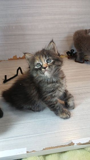 เปอร์เซีย (Persian) แมวเปอร์เซีย เพศเมีย ยังไม่วัคซีนก่อนย้ายตรวจหัดแมวฟรีรับประกันเอดส์แมวกับรูคีเมียคะ