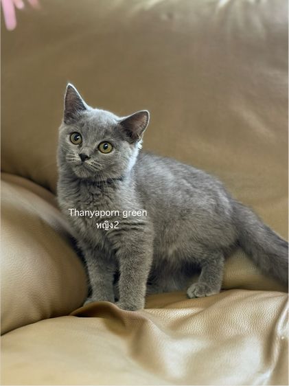 บริติชสีบลู รูปที่ 7