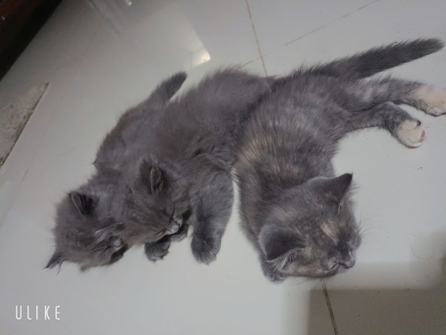 ขายเองเหมาๆ รูปที่ 2