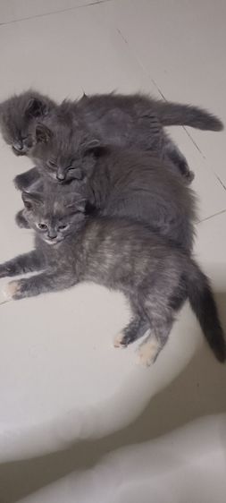 ขายเองเหมาๆ รูปที่ 3