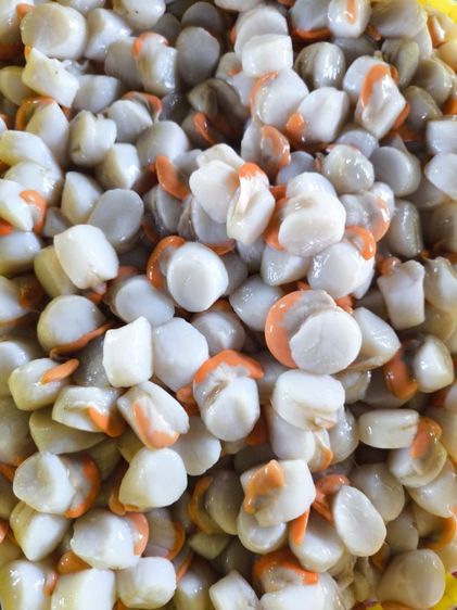 เนื้อหอยเชลล์แกะสด รูปที่ 7