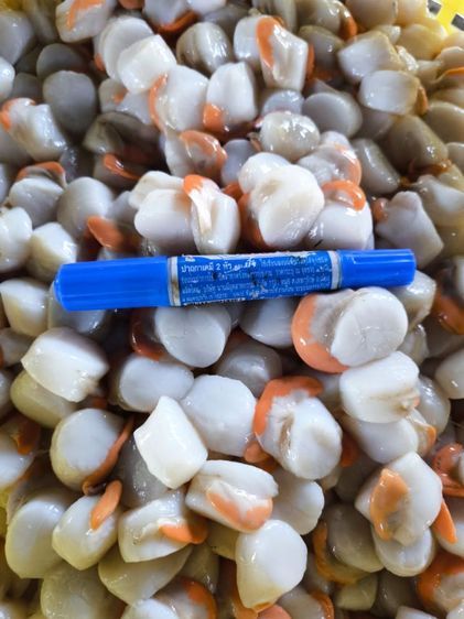 เนื้อหอยเชลล์แกะสด รูปที่ 5