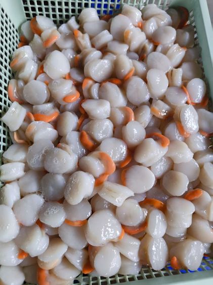 เนื้อหอยเชลล์แกะสด รูปที่ 2