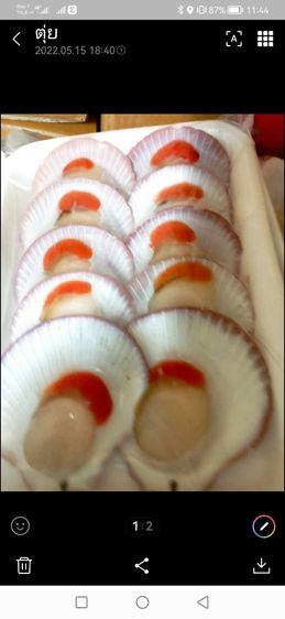 เนื้อหอยเชลล์แกะสด รูปที่ 9