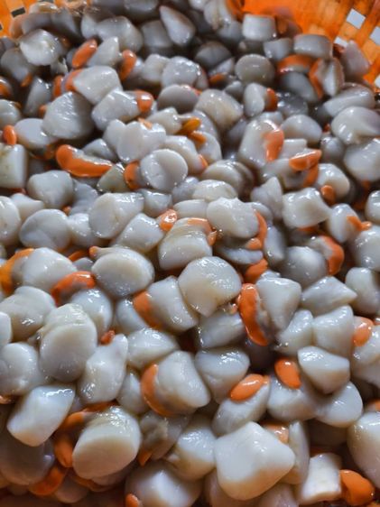 เนื้อหอยเชลล์แกะสด รูปที่ 6