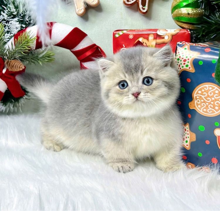 แมวมันช์กิ้น รูปที่ 7