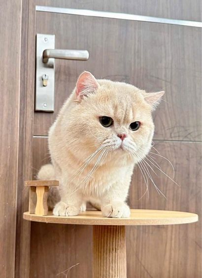 แมวมันช์กิ้น รูปที่ 9