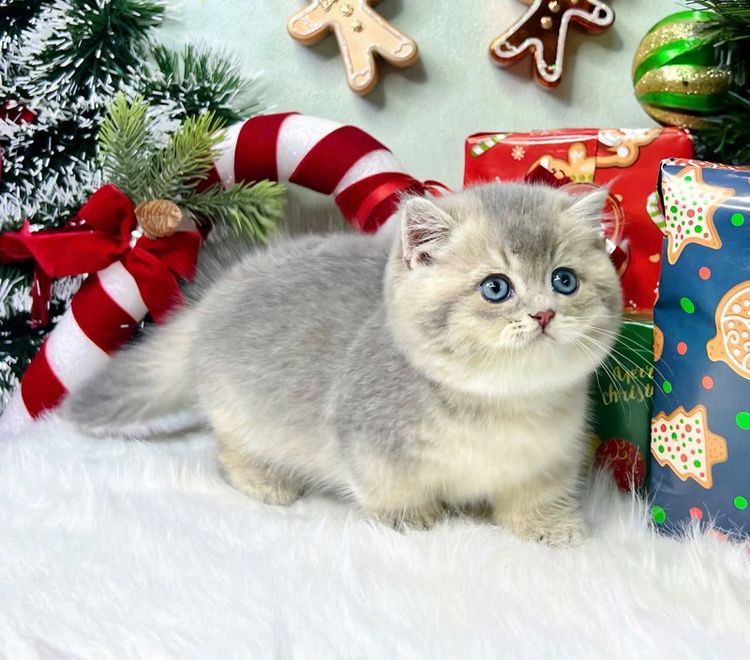 แมวมันช์กิ้น รูปที่ 2