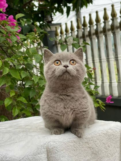 แมวมันช์กิ้น รูปที่ 2