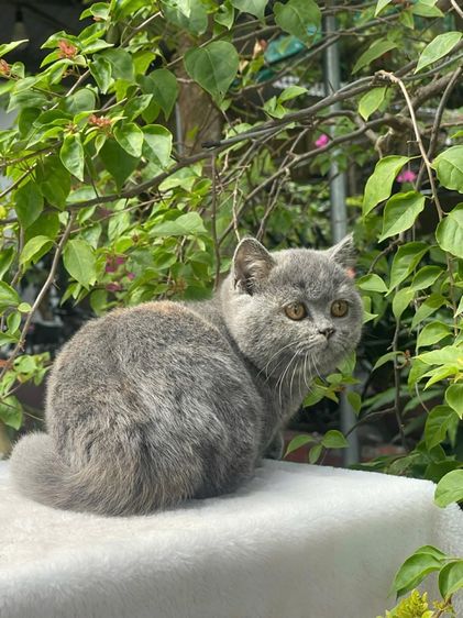 แมวมันช์กิ้น รูปที่ 3