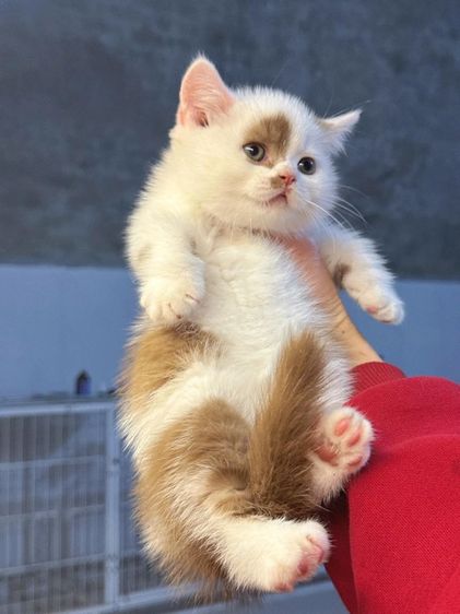 แมวมันช์กิ้น รูปที่ 5