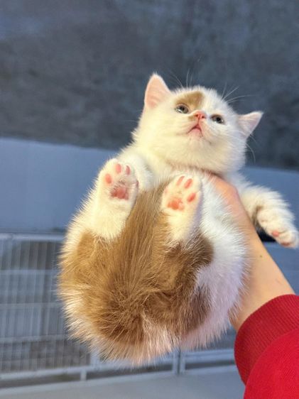 แมวมันช์กิ้น รูปที่ 3