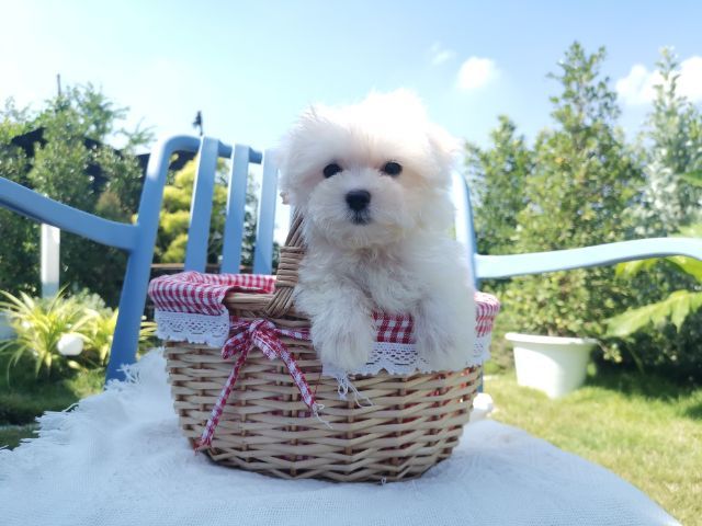 มอลติพู Maltipoo female male รูปที่ 12