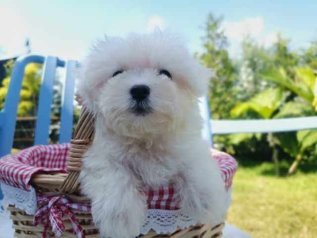 มอลติพู Maltipoo female male รูปที่ 10