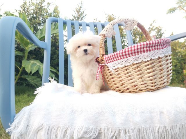 มอลติพู Maltipoo female male