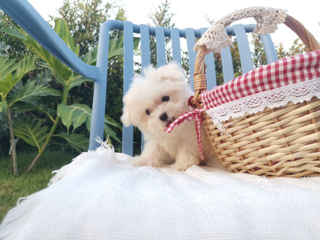 มอลติพู Maltipoo female male รูปที่ 4