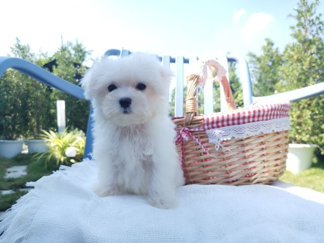 มอลติพู Maltipoo female male รูปที่ 9