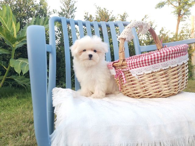 มอลติพู Maltipoo female male รูปที่ 3