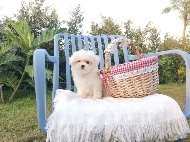 มอลติพู Maltipoo female male รูปที่ 7