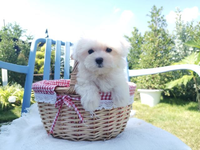 มอลติพู Maltipoo female male รูปที่ 11