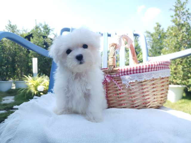 มอลติพู Maltipoo female male รูปที่ 6
