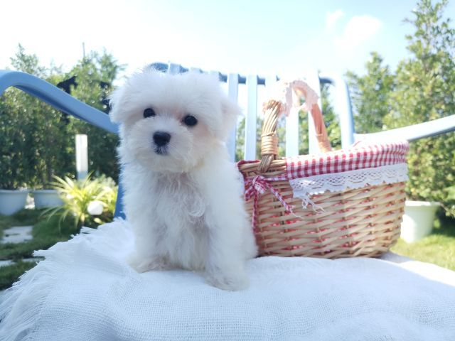 มอลติพู Maltipoo female male รูปที่ 8