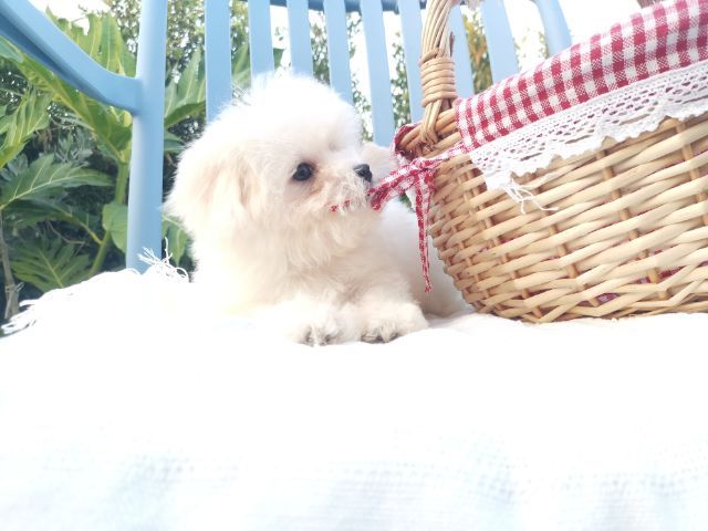มอลติพู Maltipoo female male รูปที่ 2