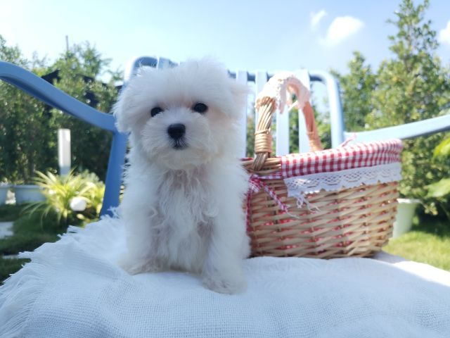 มอลติพู Maltipoo female male รูปที่ 5