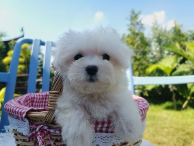 มอลติพู Maltipoo female male รูปที่ 13