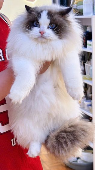 แรคดอลหญิง รูปที่ 2