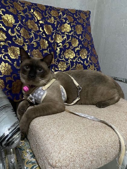 หาบ้านให้น้องวิเชียรมาศ อายุ 1 ปี มีค่าทำหมันนะคะ รูปที่ 3