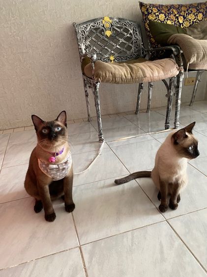 หาบ้านให้น้องวิเชียรมาศ อายุ 1 ปี มีค่าทำหมันนะคะ รูปที่ 6