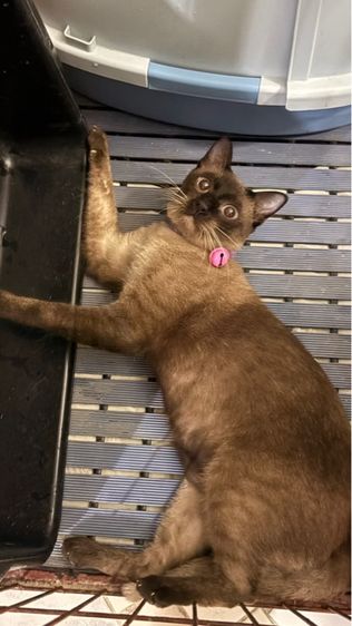 หาบ้านให้น้องวิเชียรมาศ อายุ 1 ปี มีค่าทำหมันนะคะ รูปที่ 5