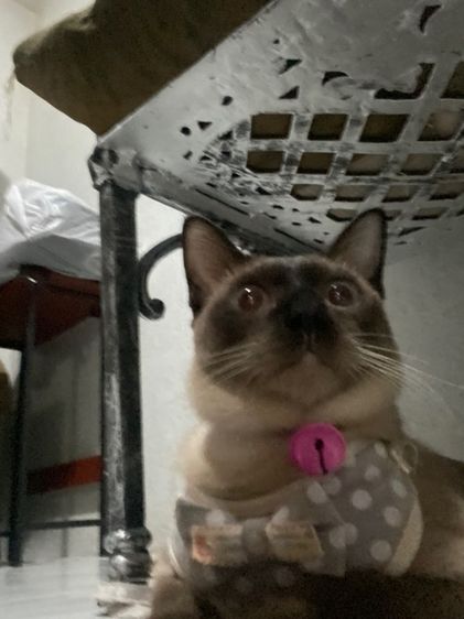 หาบ้านให้น้องวิเชียรมาศ อายุ 1 ปี มีค่าทำหมันนะคะ รูปที่ 4