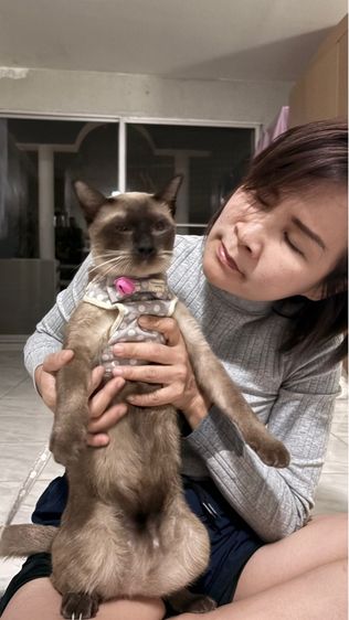 หาบ้านให้น้องวิเชียรมาศ อายุ 1 ปี มีค่าทำหมันนะคะ รูปที่ 2