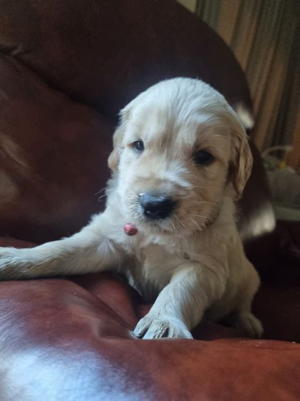 สุนัข รูปที่ 5