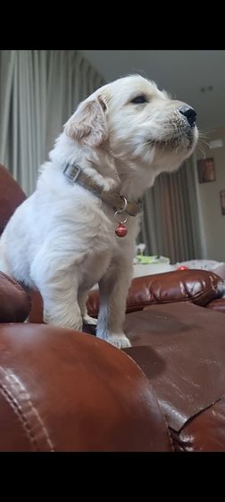 สุนัข รูปที่ 4