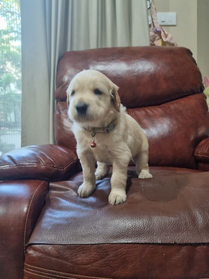 สุนัข รูปที่ 2