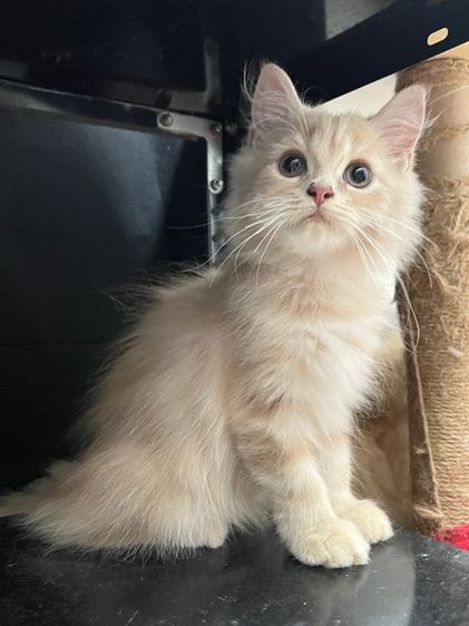 แมวเปอร์เซียสีครีมแท้ รูปที่ 3