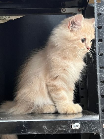 แมวเปอร์เซียสีครีมแท้ รูปที่ 5