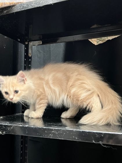 แมวเปอร์เซียสีครีมแท้ รูปที่ 6