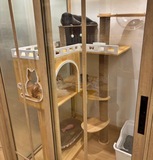 ปล่อยเซ้ง โรงแรมแมว+ร้านคาเฟ่ ริมถนนพระราม 9 ซอย 41  ใกล้โรงพยาบาลสัตว์ รูปที่ 8