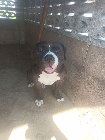 ลูกพิทบูลสแตนดาร์ต อายุ 3 เดือนเพศเมีย รูปที่ 3