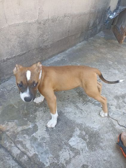 ลูกพิทบูลสแตนดาร์ต อายุ 3 เดือนเพศเมีย รูปที่ 2