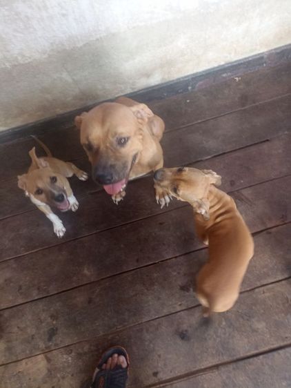 ลูกพิทบูลสแตนดาร์ต อายุ 3 เดือนเพศเมีย รูปที่ 4