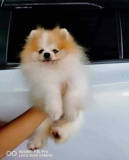 ปอมเมอเรเนียนพ่อพันธุ์เปิดรับผสม รูปที่ 8